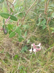 Lonicera implexa