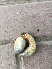 Scarabaeidae