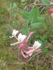 Lonicera implexa