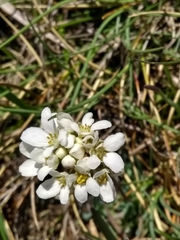 Teesdalia conferta