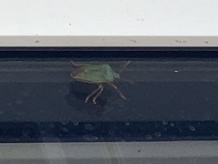 Palomena prasina