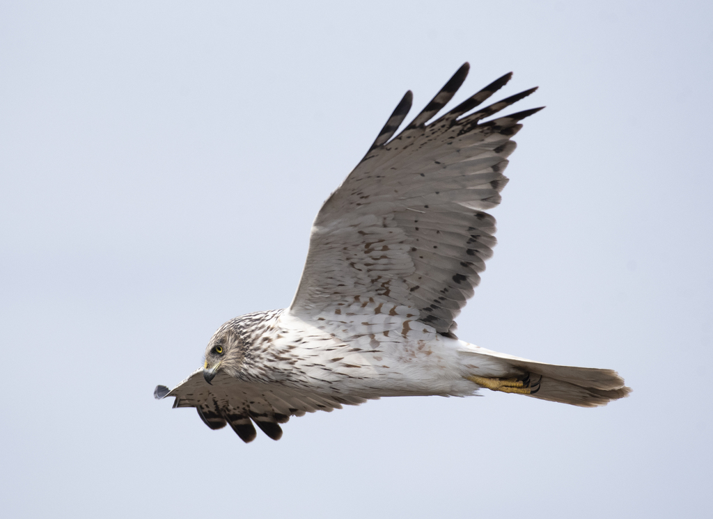 Eastern Marsh Harrier photo