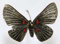 Melanis cephise