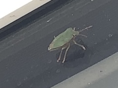 Palomena prasina