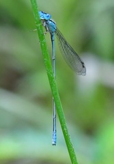 Pseudagrion australasiae
