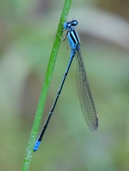 Pseudagrion australasiae