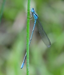 Pseudagrion australasiae