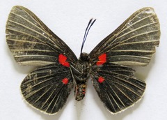 Melanis cephise