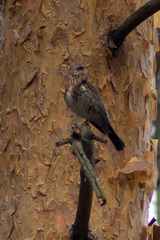 Turdus pilaris