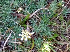 Teesdalia conferta