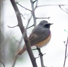 Phoenicurus phoenicurus