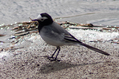 Motacilla alba