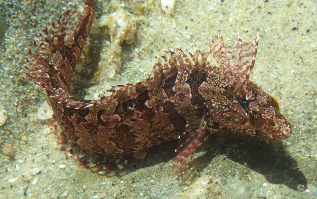 Spotted Kelpfish