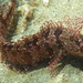 Spotted Kelpfish - Photo (c) Jeff Goddard, some rights reserved (CC BY-NC)