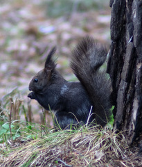 Sciurus vulgaris