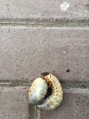 Scarabaeidae