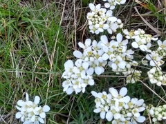 Teesdalia conferta