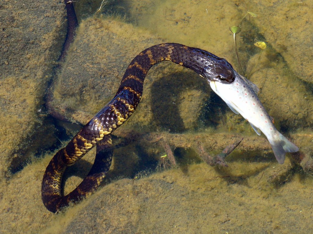 Mainland Island Snake