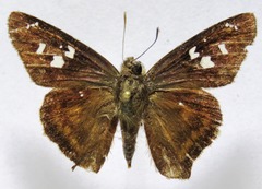 Polygonus leo arizonensis