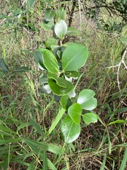 Citrus australis