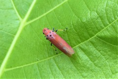 Bothrogonia indistincta