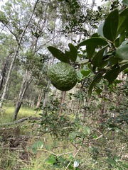 Citrus australis