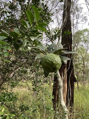 Citrus australis