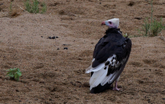 Trigonoceps occipitalis