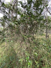 Citrus australis