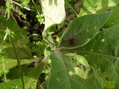 Henosepilachna vigintisexpunctata