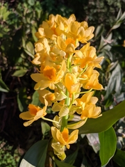 Dendrobium densiflorum