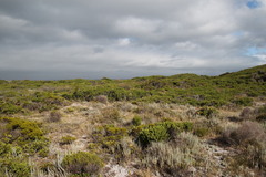Cotyledon orbiculata orbiculata