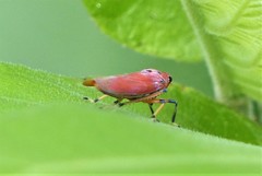 Bothrogonia indistincta