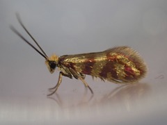 Micropterix tunbergella