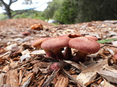 Gymnopilus dilepis