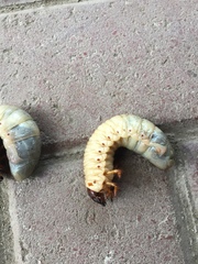 Scarabaeidae