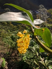 Dendrobium densiflorum