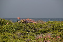 Cotyledon orbiculata orbiculata
