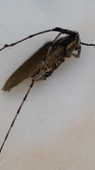 Agapanthia asphodeli