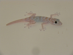 Ptyodactylus hasselquistii
