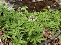 Cardamine macrophylla