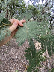 Acacia glaucocarpa