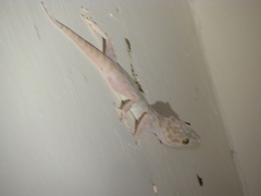 Ptyodactylus hasselquistii