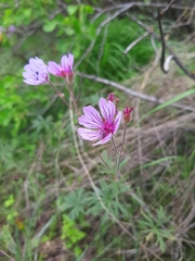 Geranium linearilobum