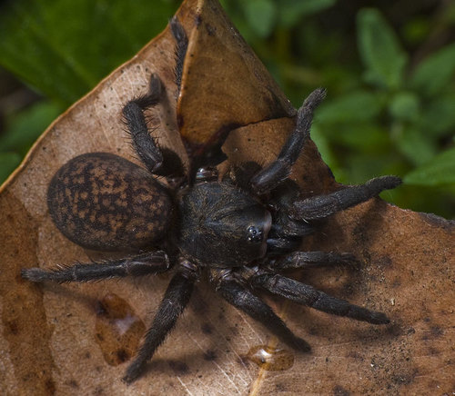 Seqocrypta jakara Raven, 1994