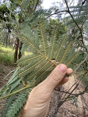 Acacia glaucocarpa