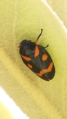 Cercopis intermedia