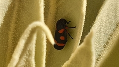 Cercopis intermedia