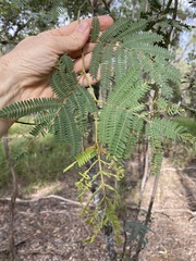 Acacia glaucocarpa