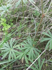 Geranium linearilobum